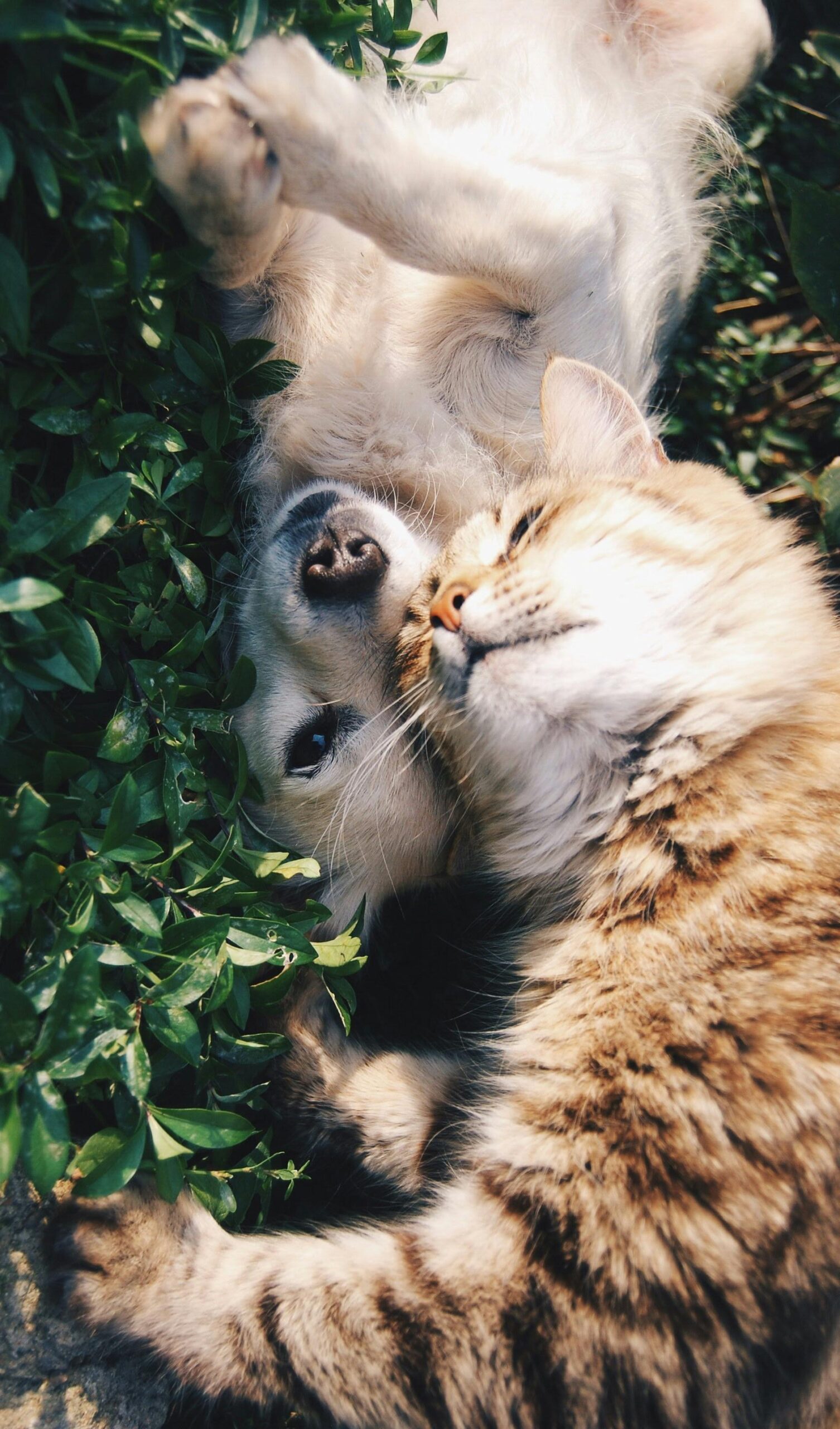 Nga vijnë kafshët endacake? 