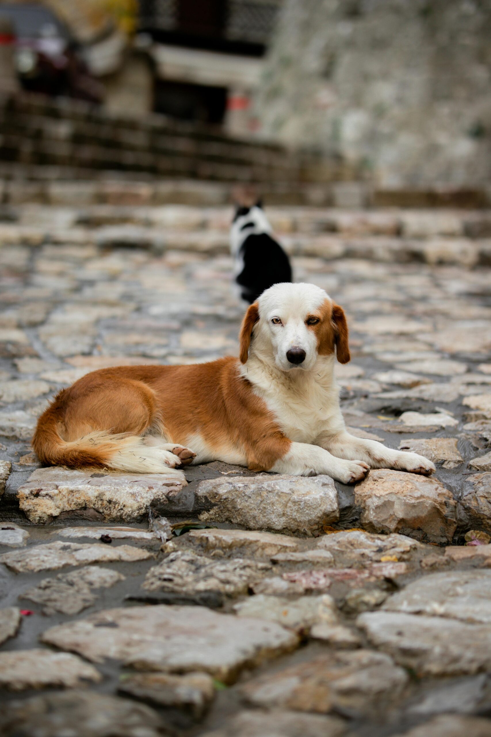 Kujdesi i kafshëve endacake në terren